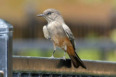 Say's Phoebe